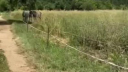 OnlyFans Margot Dulac