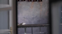 Lana Wolf - Cleaning Up The Mess